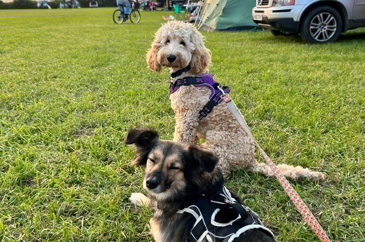 Harley and Luna